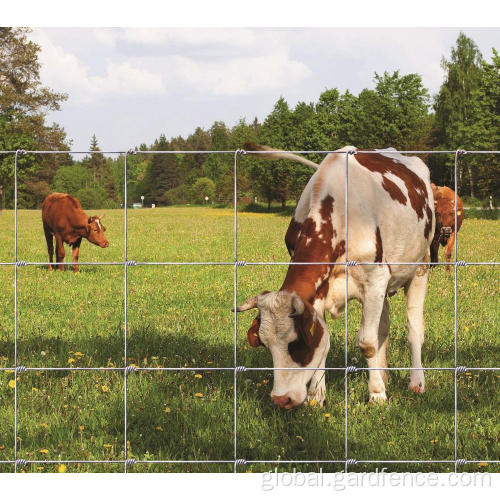 Galvanized Hinge Joint Fence in Rolls Hinge Joint Filed Fencing Factory